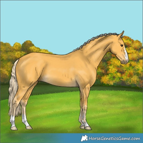 Horse Color:Palomino 