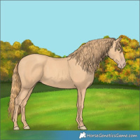 Horse Color:Gold Champagne