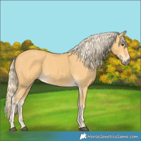 Horse Color:Palomino 