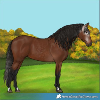 Horse Color:Gray Bay 