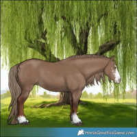 Horse Color:Liver Red Dun Sabino Rabicano 