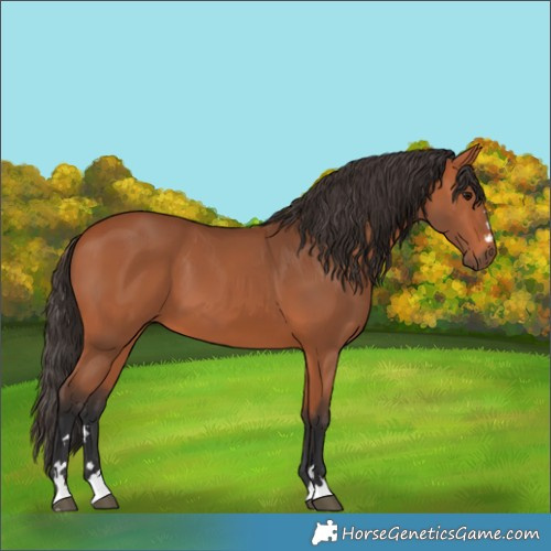 Horse Color:Bay 