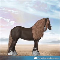 Horse Color:Liver Chestnut 