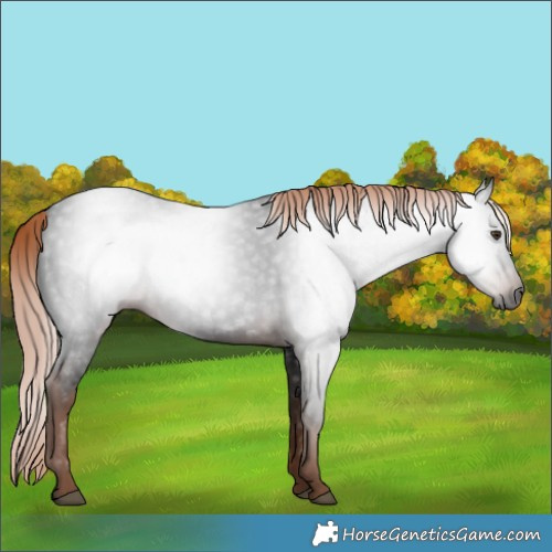 Horse Color:Gray White Spotted Liver Chestnut 