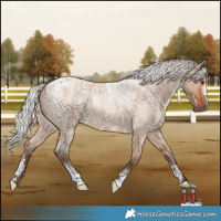 Horse Color:Powder White Silver Bay Roan Dun 