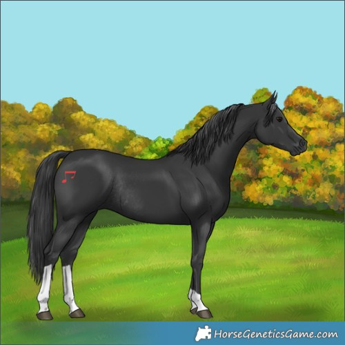 Horse Color:Black Tobiano Rabicano 