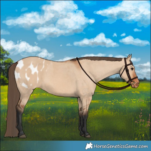 Horse Color:Bay Dun Appaloosa 