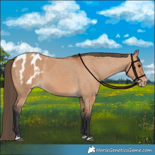 Horse Color:Bay Dun Appaloosa 