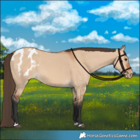 Horse Color:Bay Dun Appaloosa