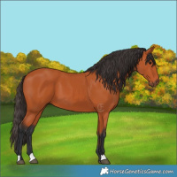 Horse Color:Bay 