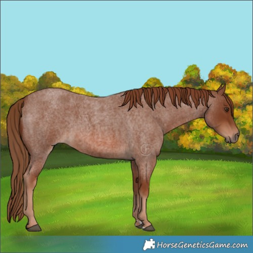 Horse Color:Red Roan