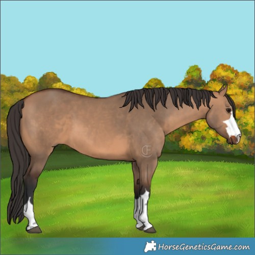 Horse Color:Bay Dun 