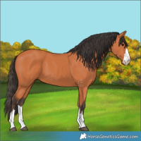 Horse Color:Bay 