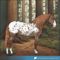 Horse Color:Liver Red Dun Sabino Blanket Rabicano 