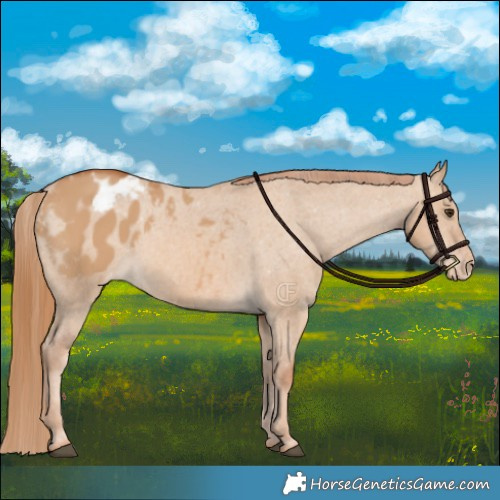 Horse Color:Red Dun Varnish 