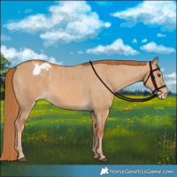 Horse Color:Red Dun Varnish 