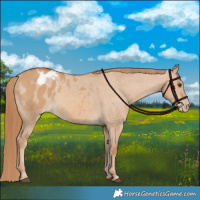 Horse Color:Red Dun Appaloosa 