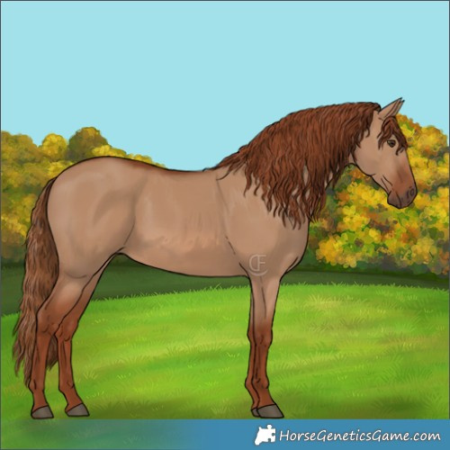Horse Color:Red Dun 