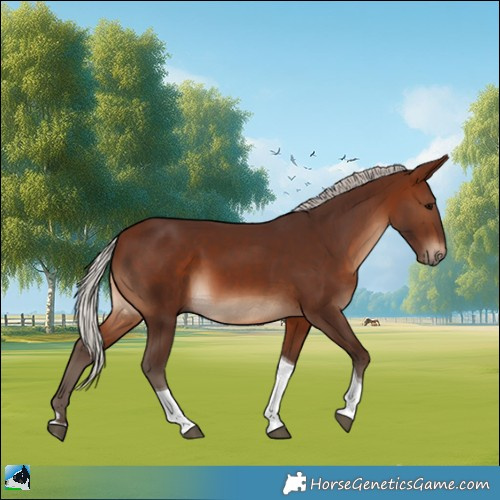 Horse Color:Silver Brown Tobiano 