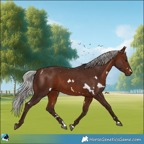 Horse Color:White Spotted Silver Brown 