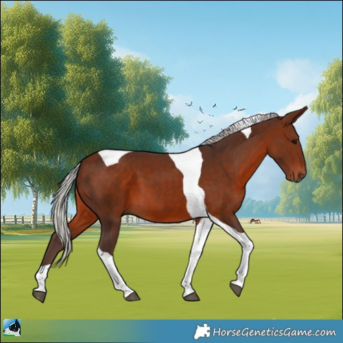 Horse Color:Silver Brown Tobiano 