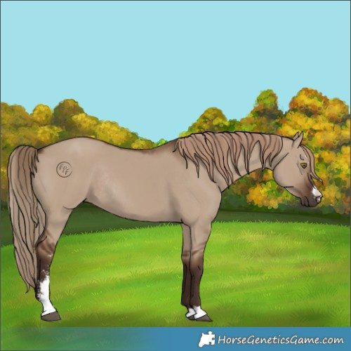 Horse Color:Liver Red Dun Sabino Rabicano 