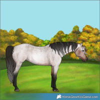 Horse Color:Gray Bay Roan