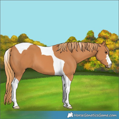 Horse Color:Chestnut Tobiano 