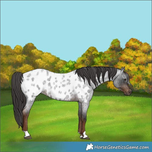 Horse Color:Gray Liver Red Roan Appaloosa