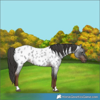 Horse Color:Gray Liver Red Roan Appaloosa 