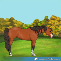 Horse Color:Bay 