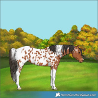 Horse Color:Bay Tobiano Appaloosa 