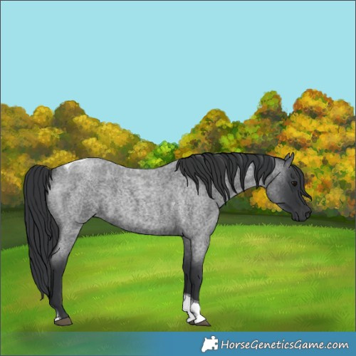Horse Color:Blue Roan Tobiano