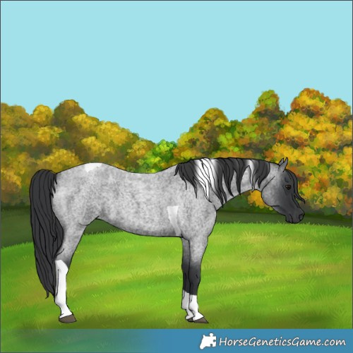 Horse Color:Blue Roan Tobiano 