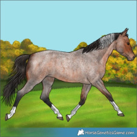 Horse Color:Bay Roan Tobiano 
