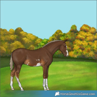 Horse Color:Chocolate Palomino 