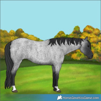 Horse Color:Blue Roan