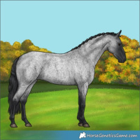 Horse Color:Blue Roan 
