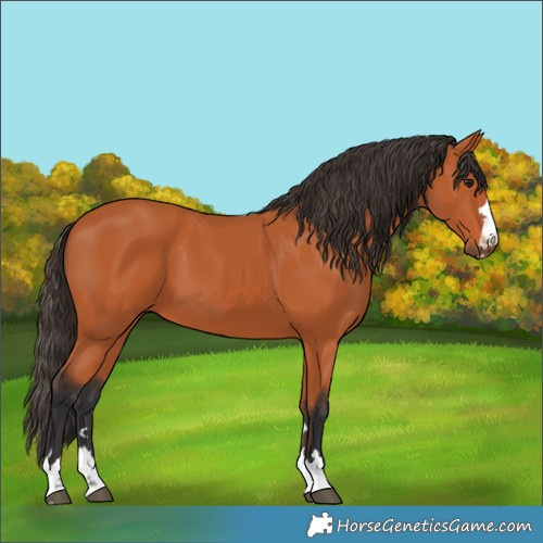 Horse Color:Bay 