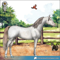 Horse Color:Amber Champagne Dun Blanket