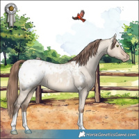 Horse Color:Amber Champagne Dun Appaloosa 