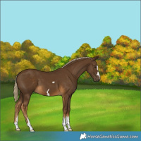Horse Color:Chocolate Palomino 