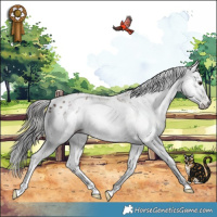 Horse Color:Gray Classic Champagne Splash Appaloosa