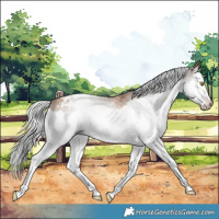 Horse Color:Gray Silver Classic Champagne Splash Appaloosa
