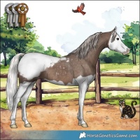 Horse Color:Silver Black Splash Appaloosa