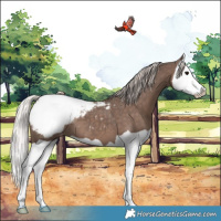 Horse Color:Silver Black Splash Appaloosa
