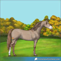 Horse Color:Liver Red Dun Sabino Rabicano 