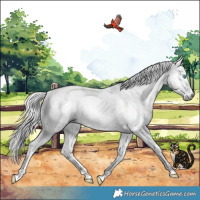Horse Color:Gray Red Dun Roan Splash Snowcap 