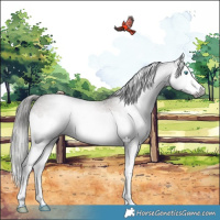 Horse Color:Gray Liver Red Roan Splash 