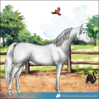 Horse Color:Gray Liver Red Roan Splash 